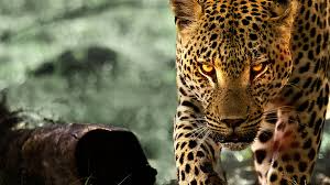 Living with Leopards HD